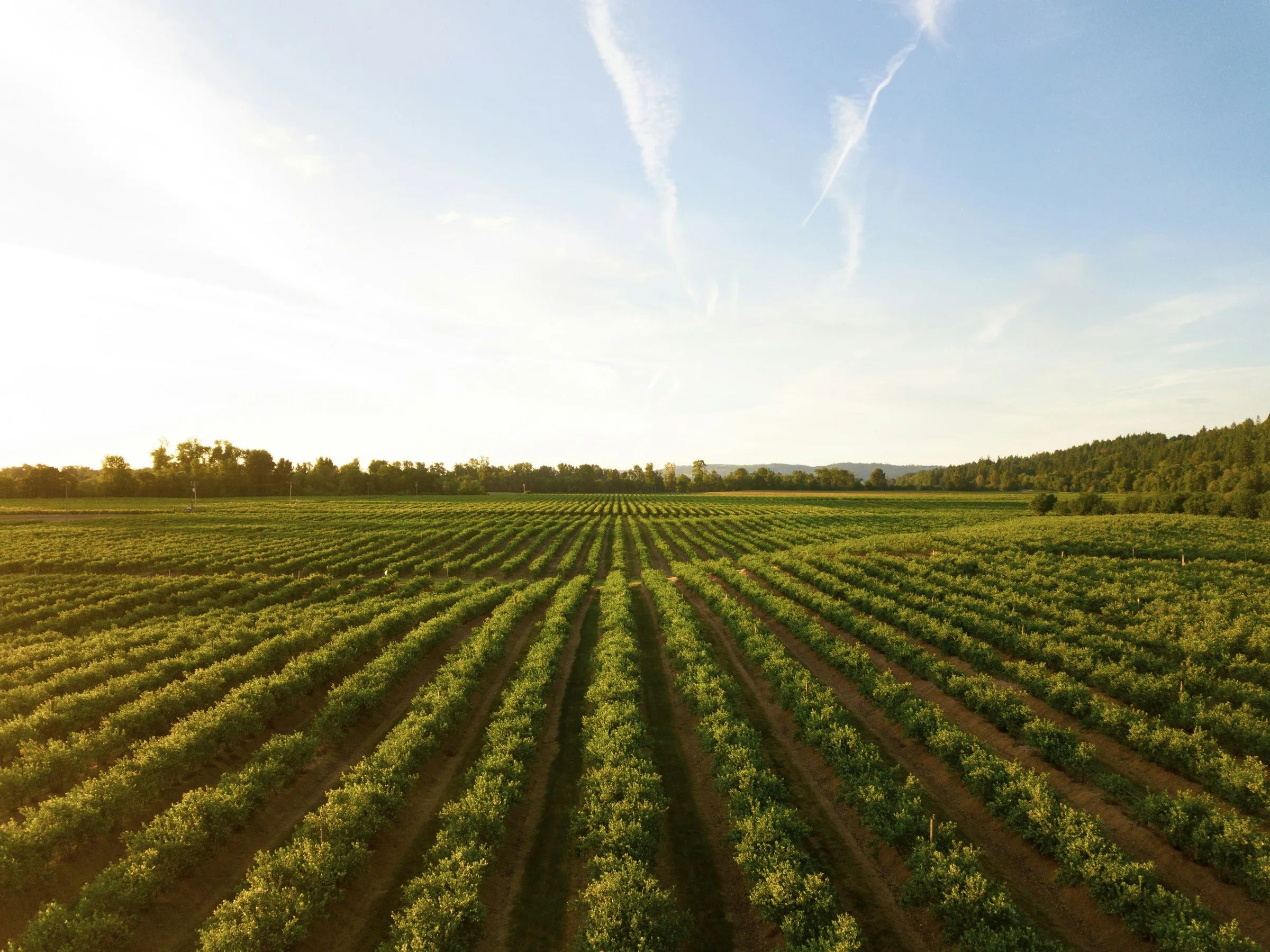 Organic farm field at sunset